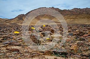 Holy Land Series - Ramon Crater Makhtesh - desert blossom 1 photo